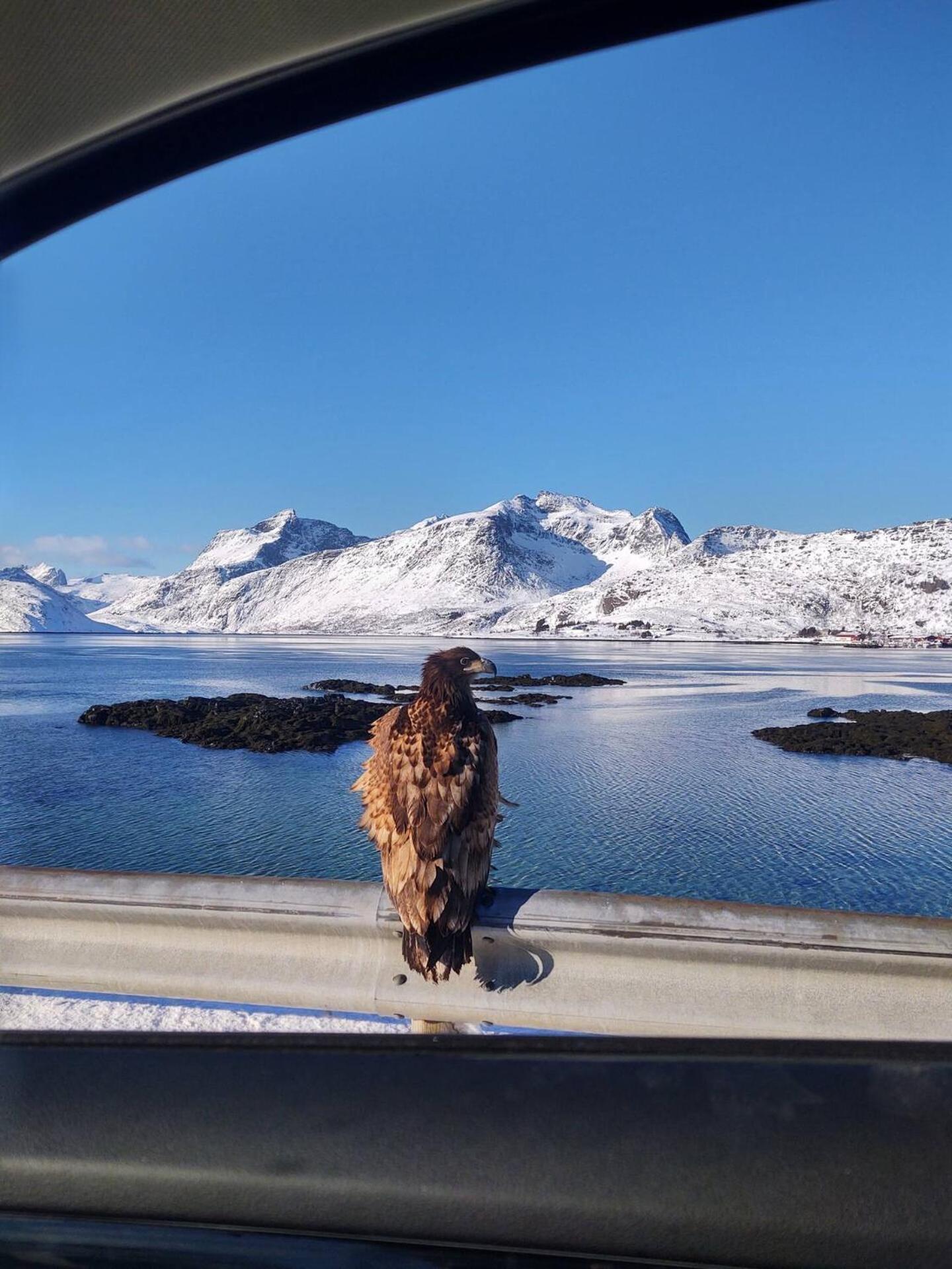 Fredvang Farm House - Lofoten المظهر الخارجي الصورة
